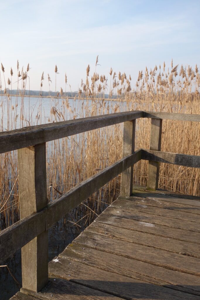 Blick durch das Schilf am Blankensee