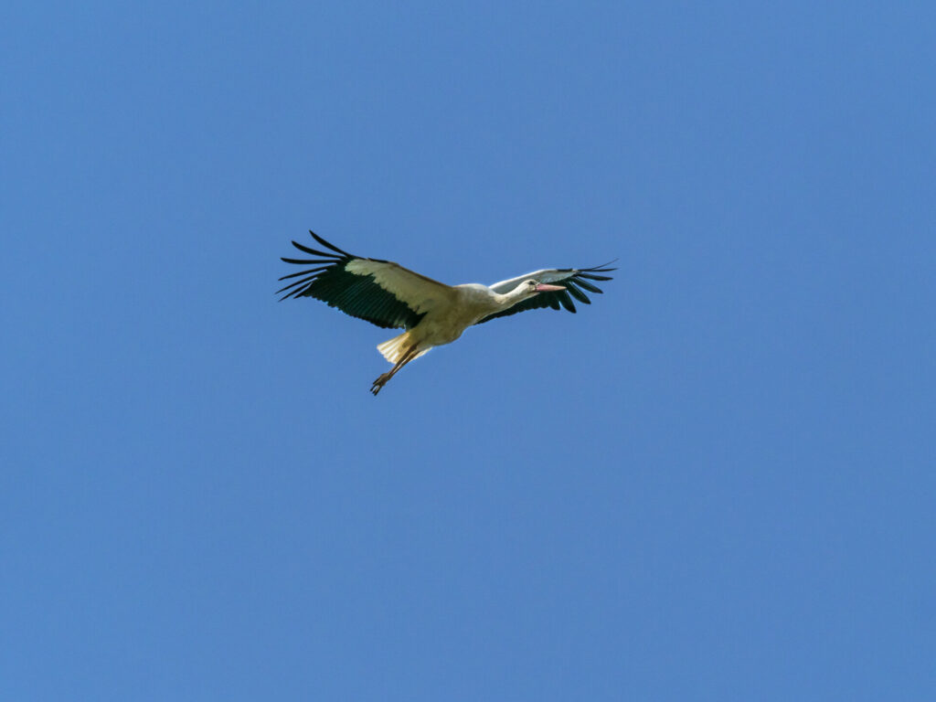 Storch im blauen Himmel Rühstädts