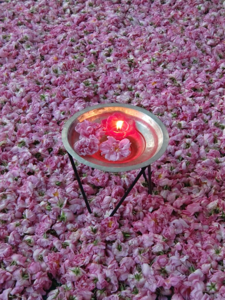 Frisch geerntete Rosenblüten in Agrós auf Zypern